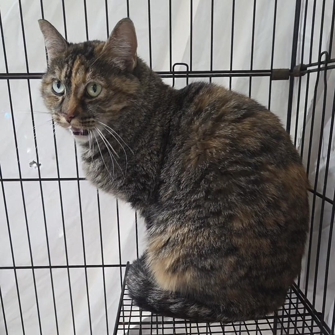 Leia, a ADOPTABLE Domestic Short Hair in Columbia, MO image 2/3