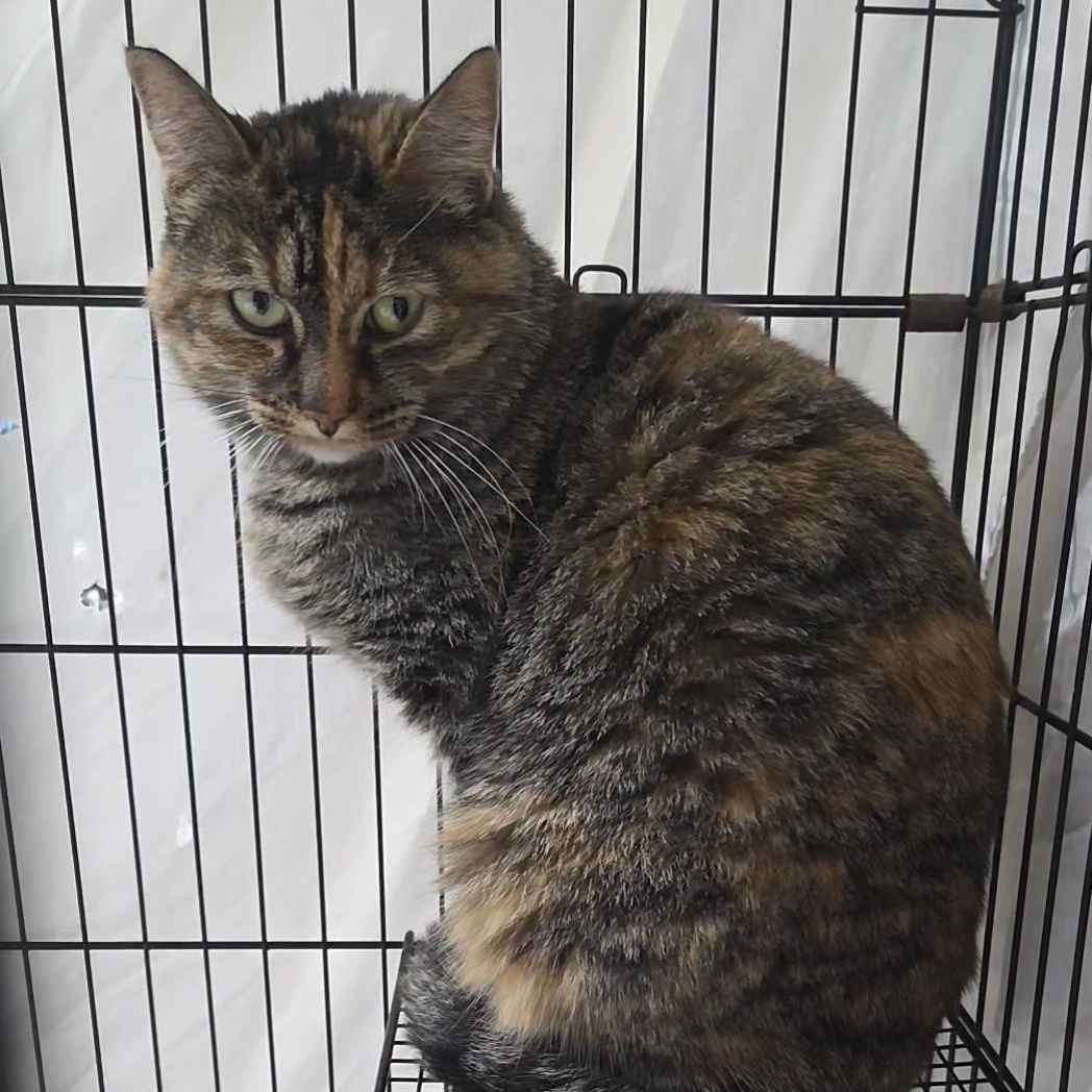 Leia, a ADOPTABLE Domestic Short Hair in Columbia, MO image 3/3