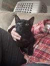 Havana ( DG), an adoptable Domestic Short Hair, Havana in Napa, CA, 94558 | Photo Image 1