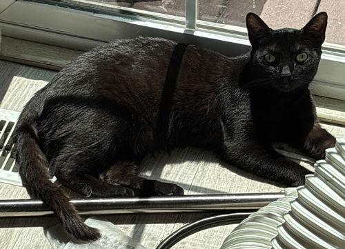 Havana ( DG), an adoptable Domestic Short Hair, Havana in Napa, CA, 94558 | Photo Image 4