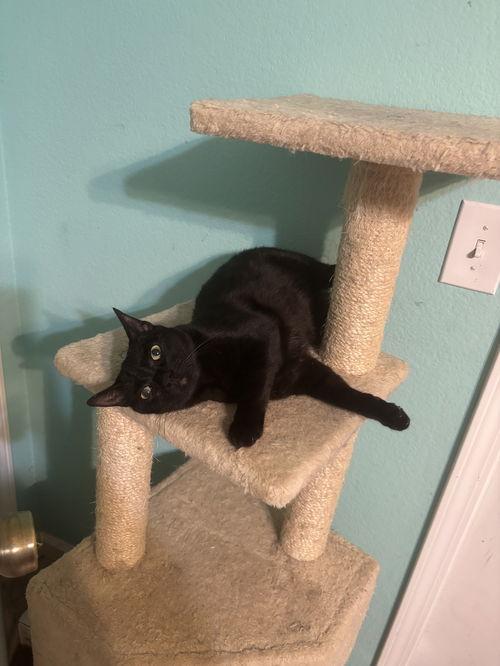 Havana ( DG), an adoptable Domestic Short Hair, Havana in Napa, CA, 94558 | Photo Image 3
