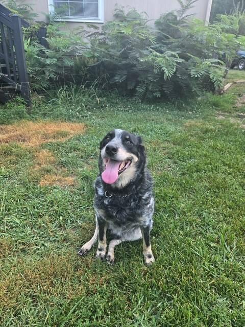 Milo, ADOPTABLE, Adult Male Australian Cattle Dog / Blue Heeler.
