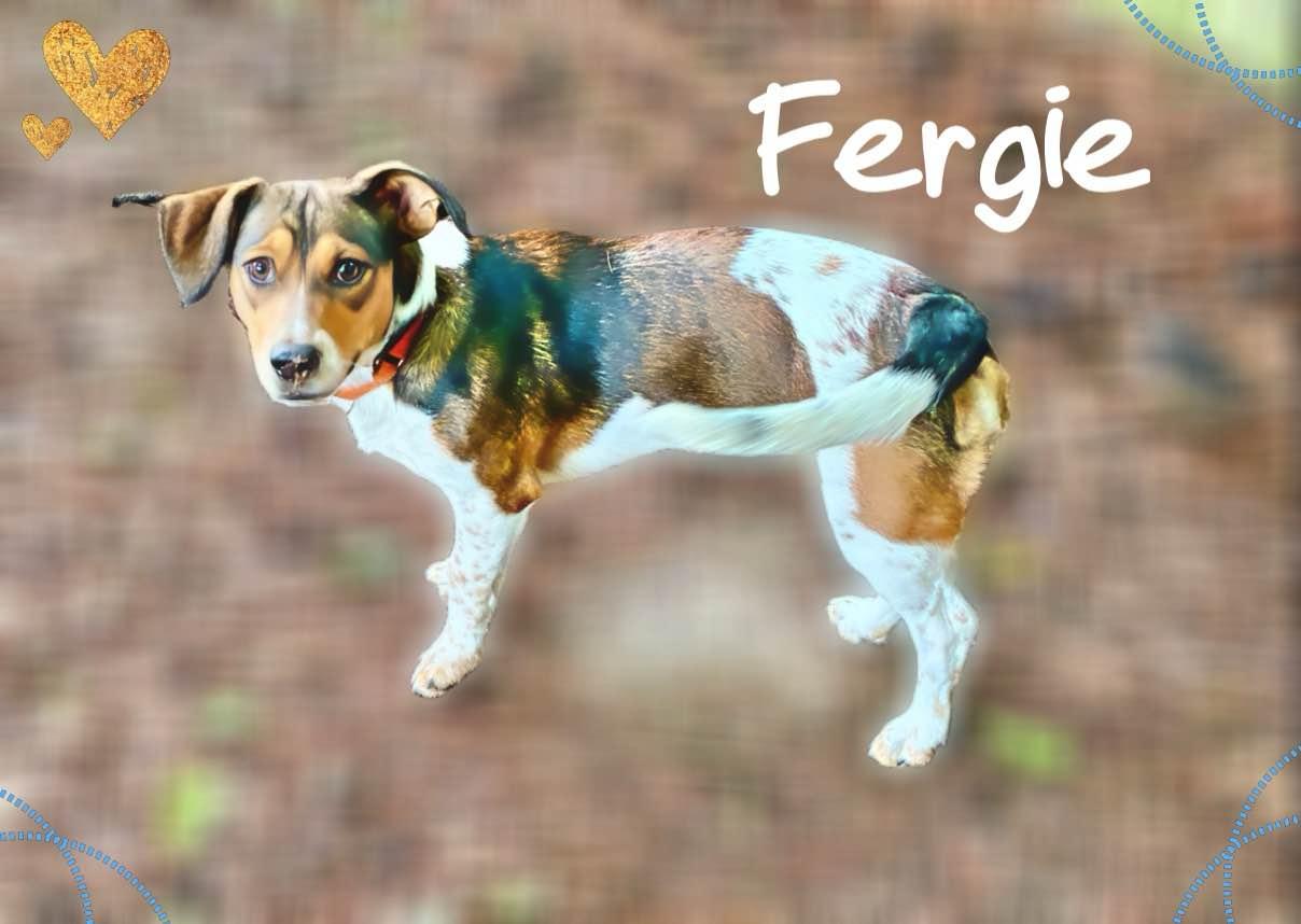 Fergie, ADOPTABLE, Young Female Hound.