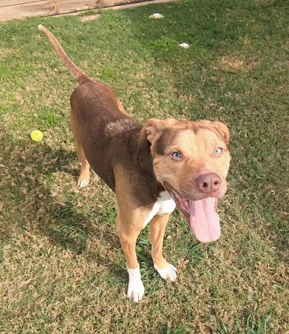 Blu*A214336, a Adoptable mixed breed in Plano, TX image 5/6