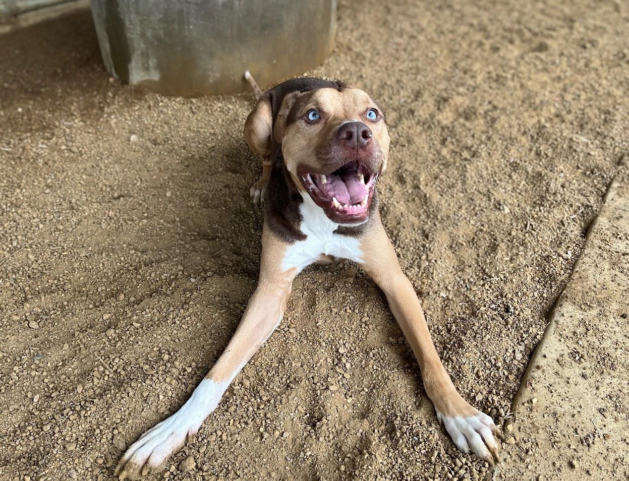 Blu*A214336, a Adoptable mixed breed in Plano, TX image 6/6