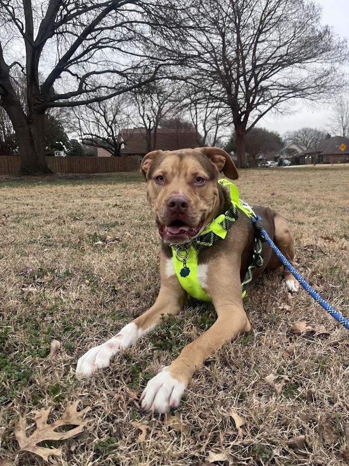 Blu*A214336, a Adoptable mixed breed in Plano, TX image 2/6