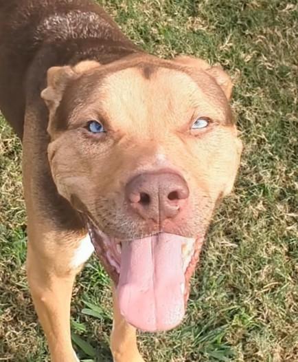 Blu*A214336, a Adoptable mixed breed in Plano, TX image 4/6