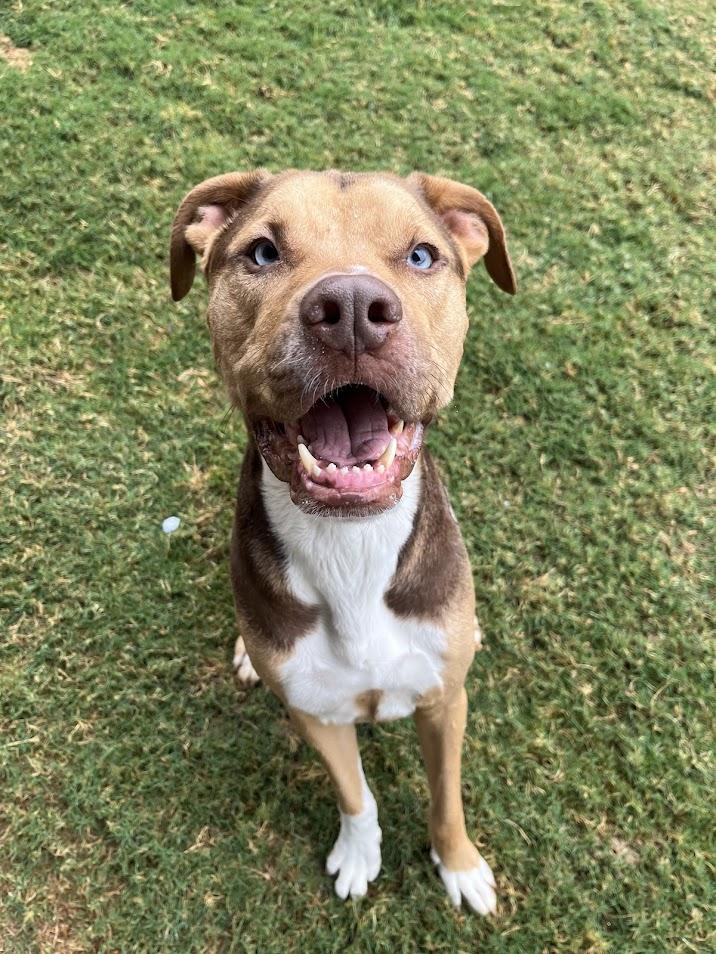 Blu*A214336, a Adoptable mixed breed in Plano, TX image 3/6