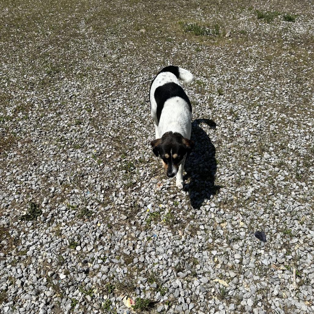 Oma, a Adoptable Beagle in Corbin, KY image 1/6
