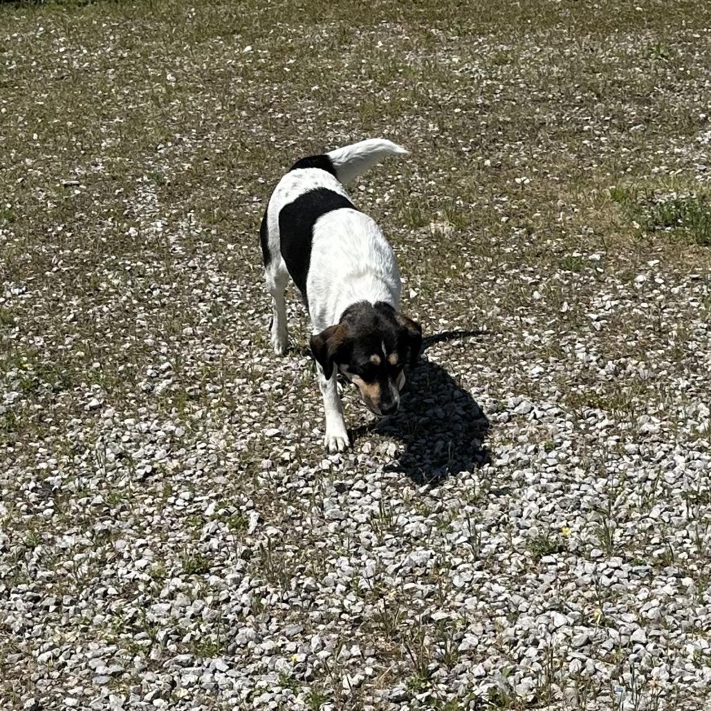 Oma, a Adoptable Beagle in Corbin, KY image 2/6