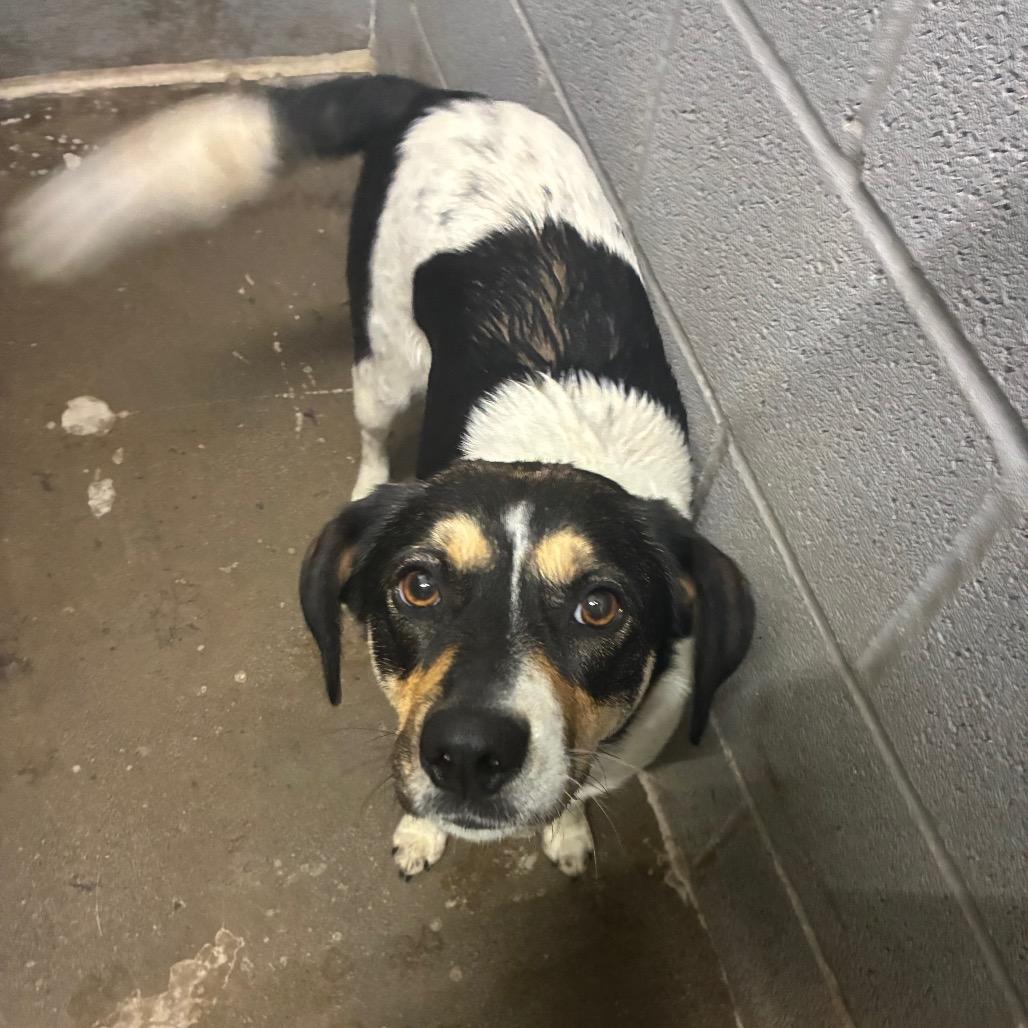 Oma, a Adoptable Beagle in Corbin, KY image 3/6