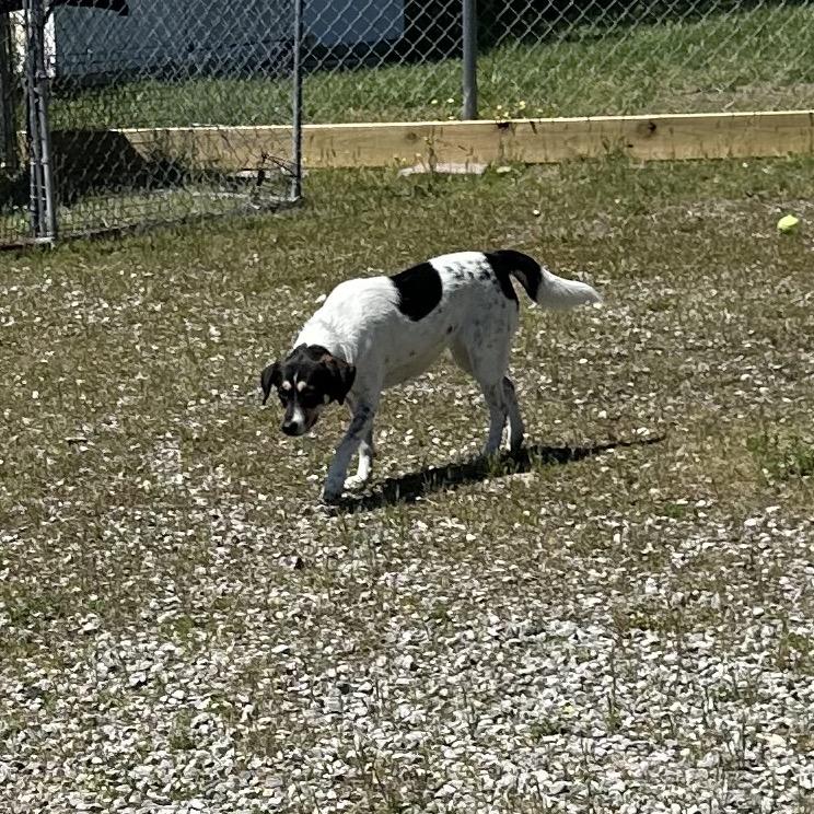 Oma, a Adoptable Beagle in Corbin, KY image 4/6