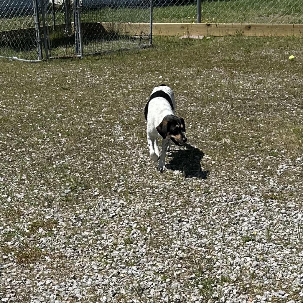 Oma, a Adoptable Beagle in Corbin, KY image 5/6