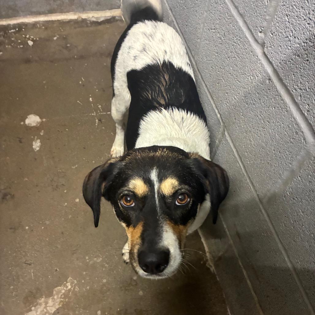 Oma, a Adoptable Beagle in Corbin, KY image 6/6