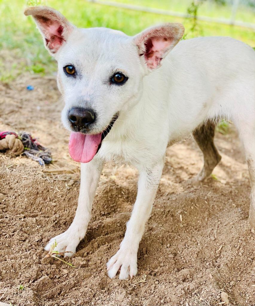 Shamrock-Available, a Adoptable mixed breed in Chickamauga , GA image 1/5