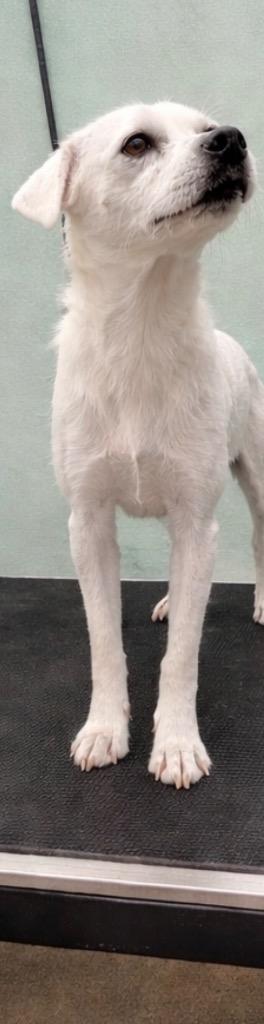 Enlarge Shamrock - Available for Adoption, a Adoptable mixed breed in Chickamauga , GA image 1/5