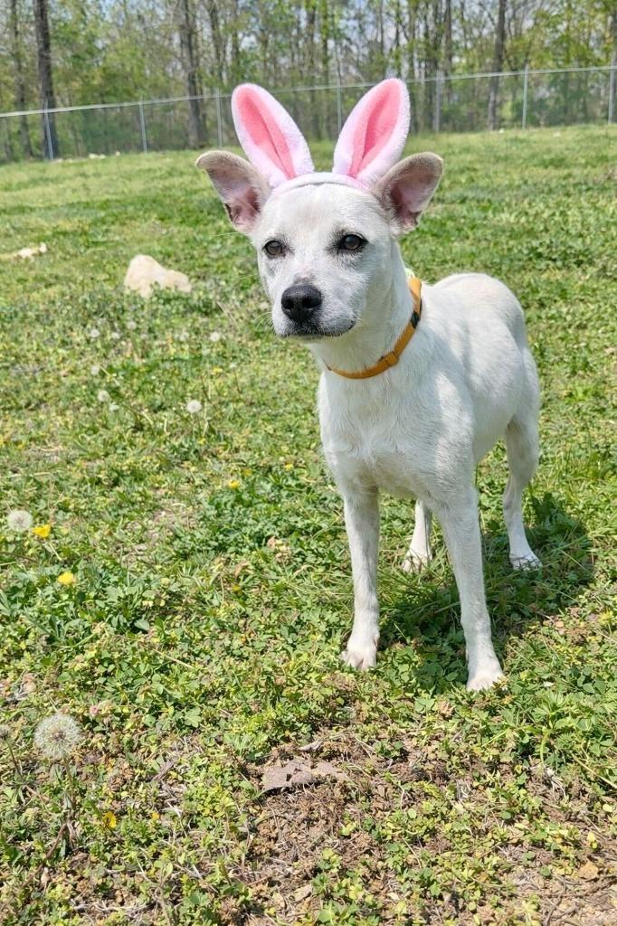 Enlarge Shamrock - Available for Adoption, a Adoptable mixed breed in Chickamauga , GA image 2/5