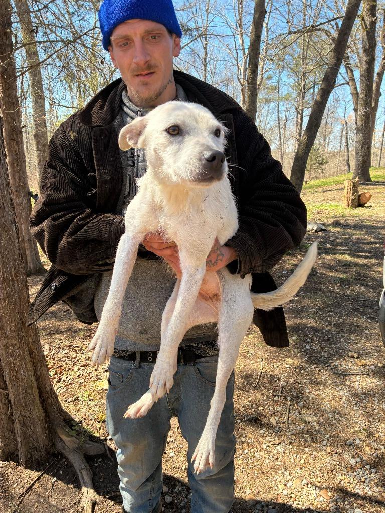 Enlarge Shamrock - Available for Adoption, a Adoptable mixed breed in Chickamauga , GA image 3/5