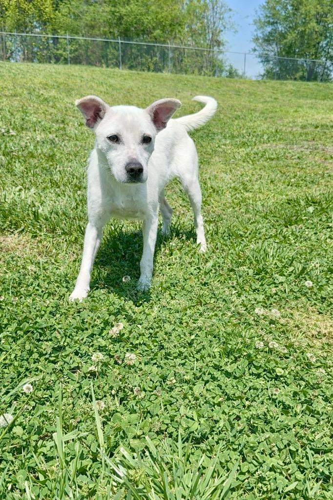 Enlarge Shamrock - Available for Adoption, a Adoptable mixed breed in Chickamauga , GA image 4/5