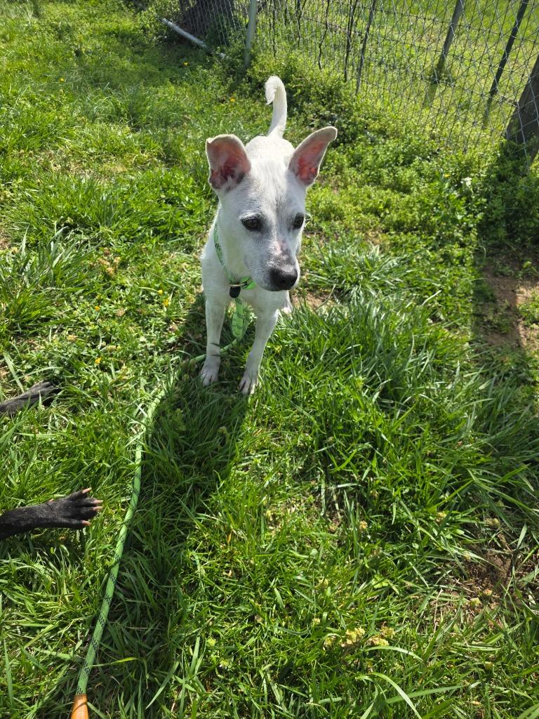 Enlarge Shamrock - Available for Adoption, a Adoptable mixed breed in Chickamauga , GA image 5/5