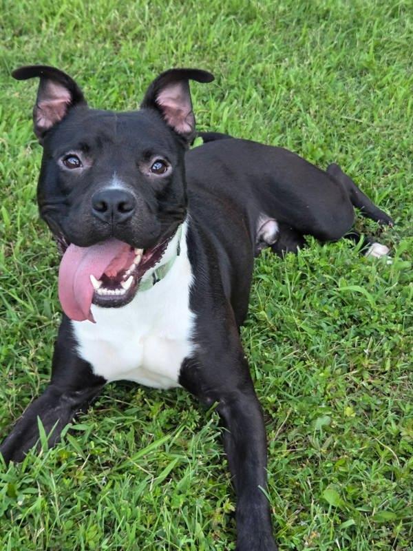 Happy Boy, Adoptable, Adult Male Pit Bull Terrier & Boxer.