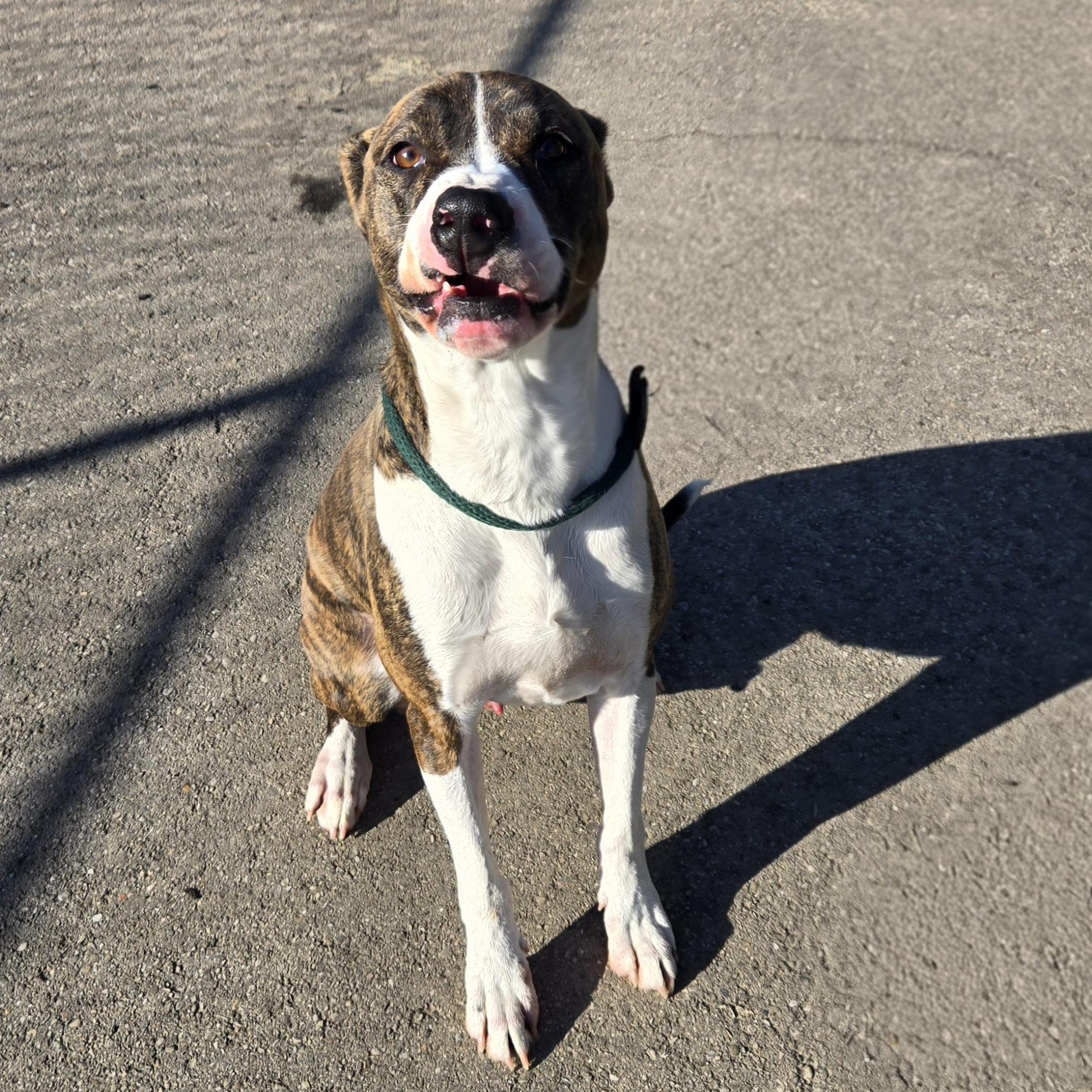 Enlarge Fish, a ADOPTABLE Labrador Retriever in Xenia , OH image 1/6