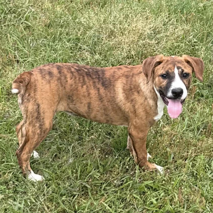 Tina *HERE IN NH*, ADOPTABLE, Puppy Female Mixed Breed.