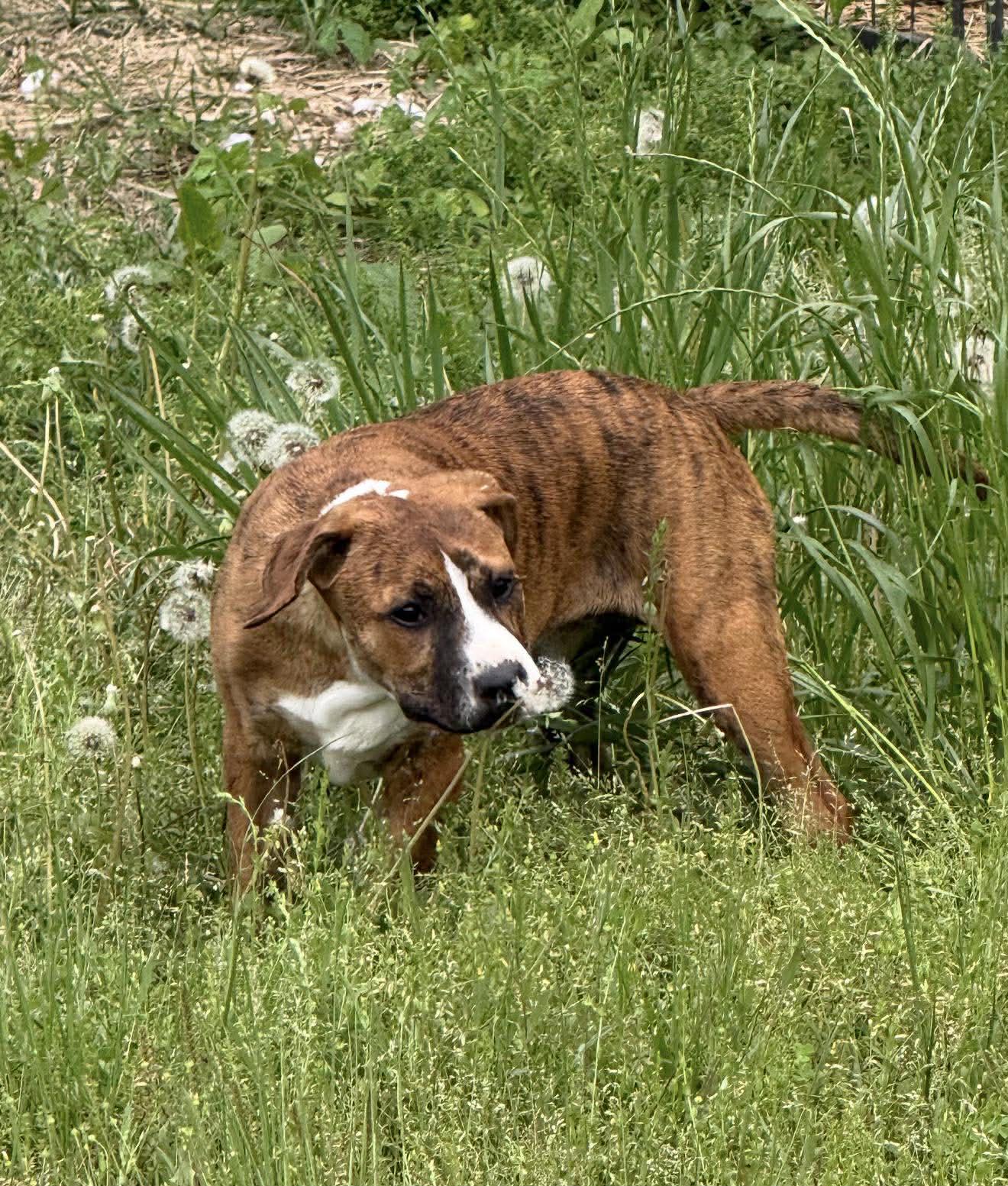 Enlarge Tina *HERE IN NH*, a ADOPTABLE Mixed Breed in Northwood, NH image 4/4