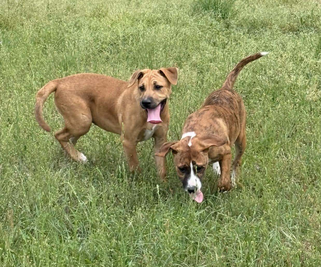 Enlarge Tina *HERE IN NH*, a ADOPTABLE Mixed Breed in Northwood, NH image 3/4