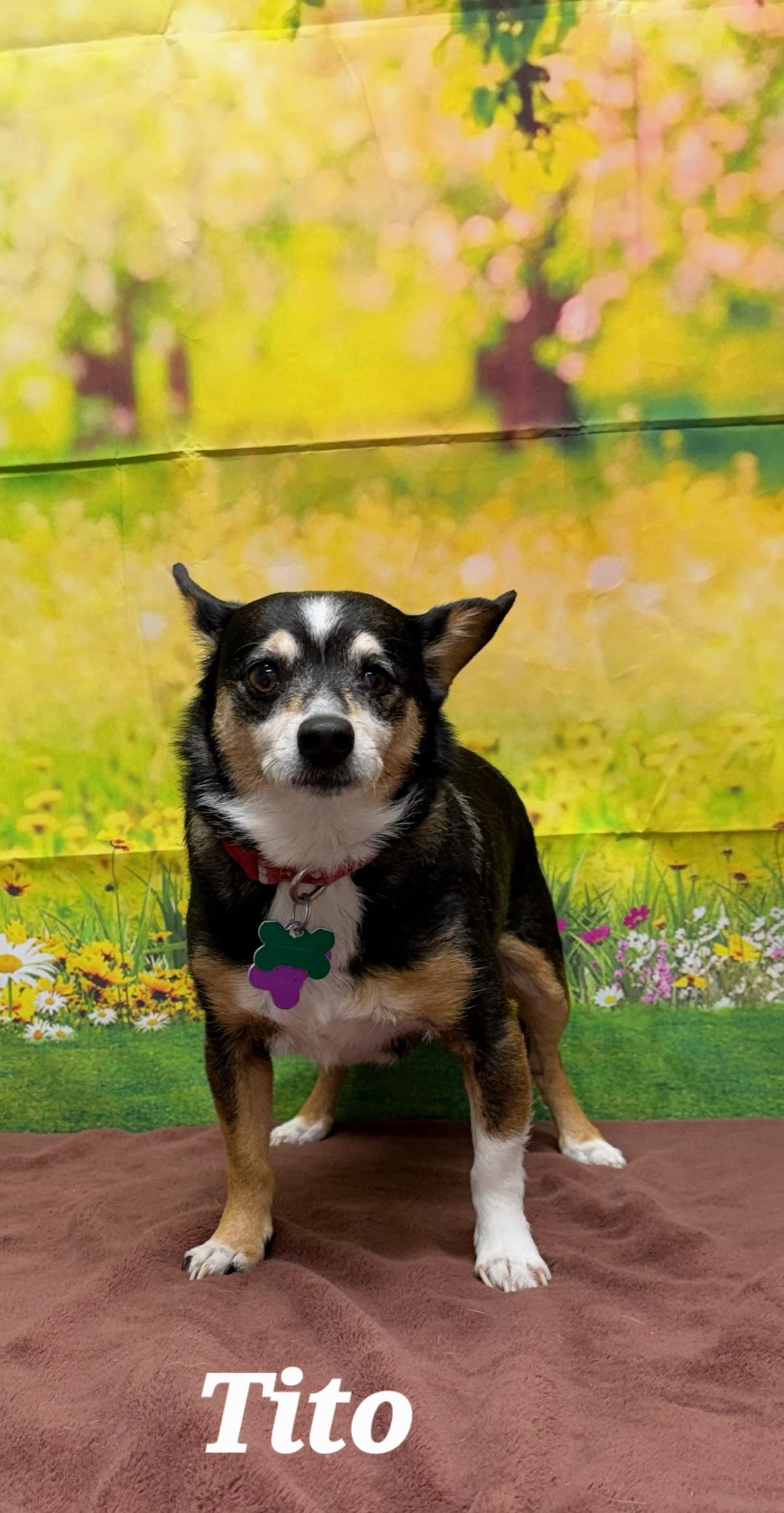 Enlarge Tito, a ADOPTABLE mixed breed in Urbana, OH image 1/1