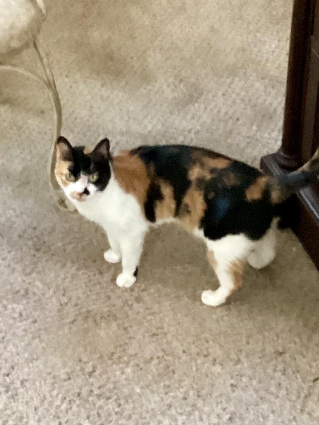 Cali, a ADOPTABLE mixed breed in Richardson, TX image 1/3