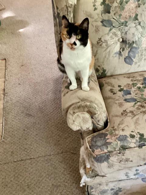 Cali, a ADOPTABLE mixed breed in Richardson, TX image 2/3