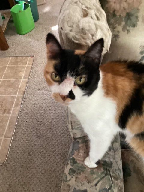 Cali, a ADOPTABLE mixed breed in Richardson, TX image 3/3