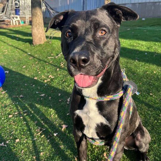 Enlarge Porter, a Adoptable Mixed Breed in Davenport, IA image 1/6