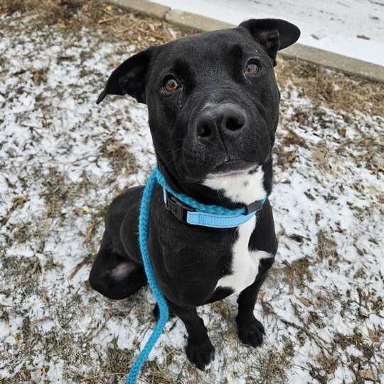 Enlarge Porter, a Adoptable Mixed Breed in Davenport, IA image 2/6