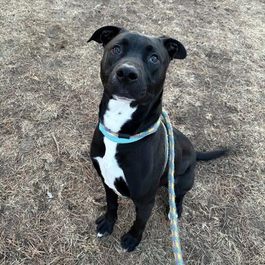 Enlarge Porter, a Adoptable Mixed Breed in Davenport, IA image 4/6