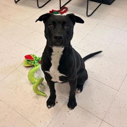 Enlarge Porter, a Adoptable Mixed Breed in Davenport, IA image 6/6