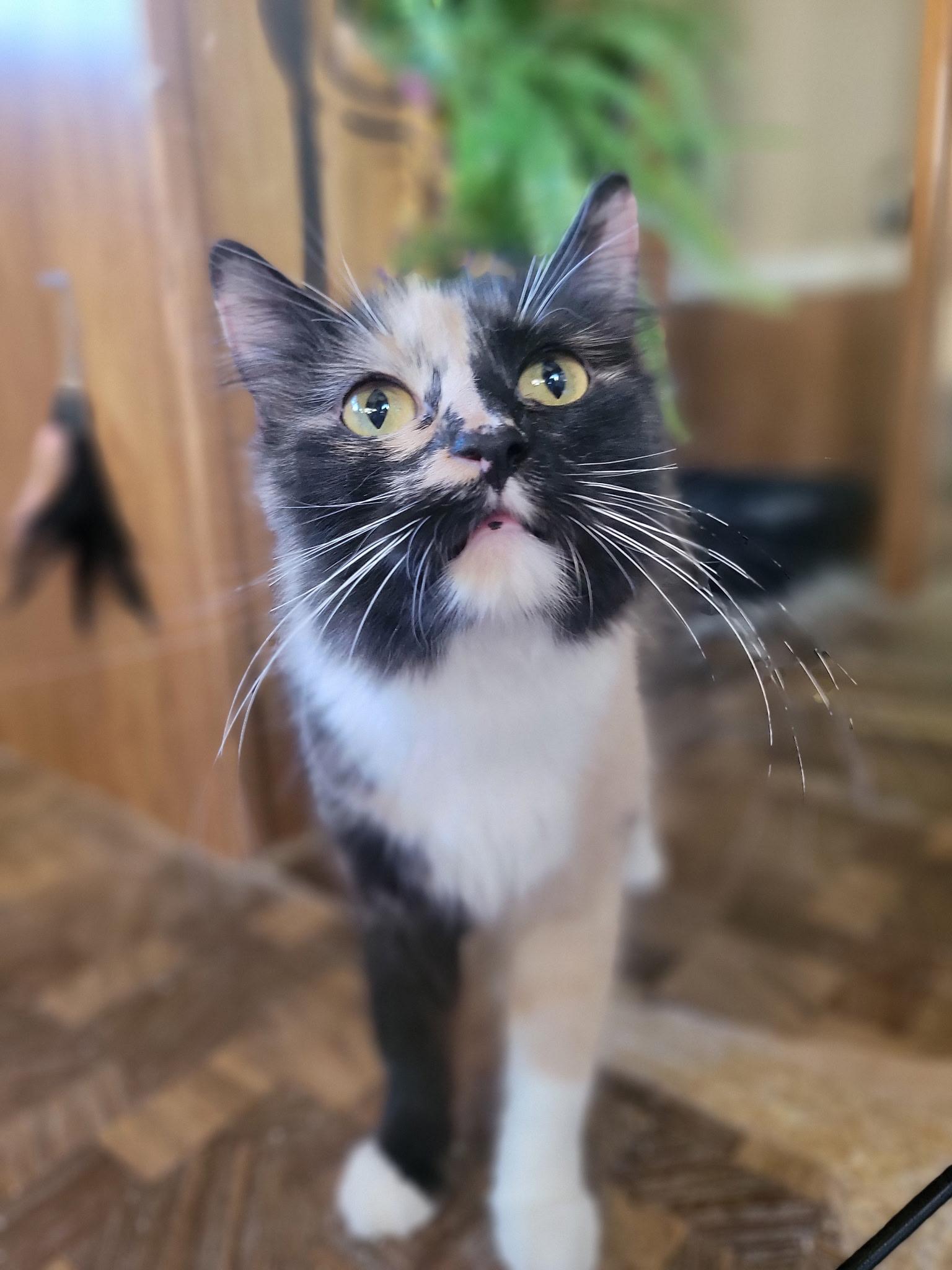 Calypso, an adopted Domestic Medium Hair in Washoe Valley, NV image 2/2