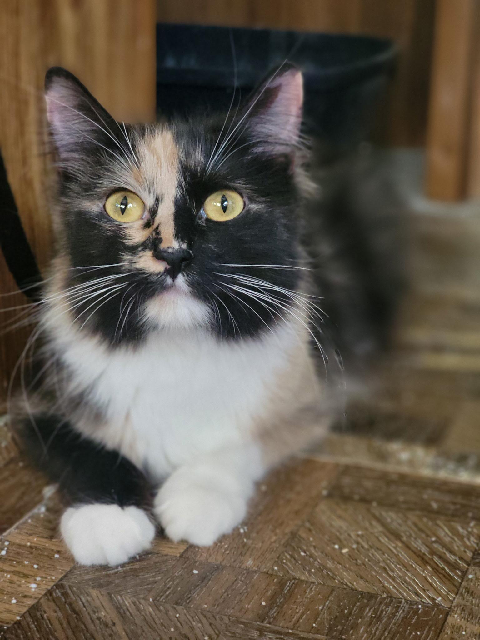 Calypso, adopted, Young Female Domestic Medium Hair.