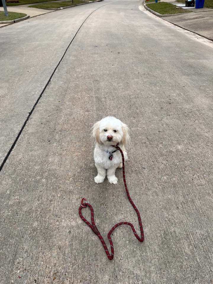 Enlarge Bodhi (formerly Tex), a Adopted mixed breed in Plantersville, TX image 1/6