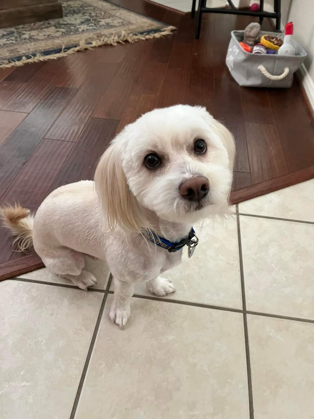 Enlarge Bodhi (formerly Tex), a Adopted mixed breed in Plantersville, TX image 2/6