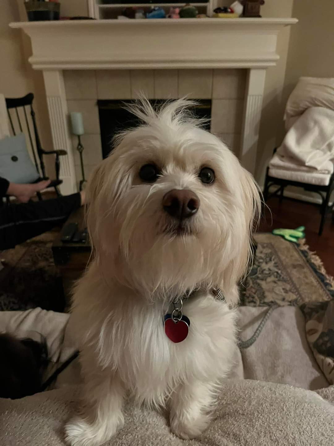 Enlarge Bodhi (formerly Tex), a Adopted mixed breed in Plantersville, TX image 3/6