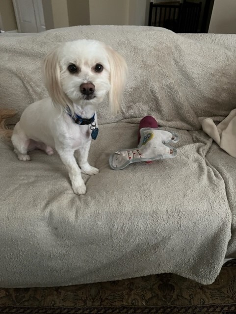 Enlarge Bodhi (formerly Tex), a Adopted mixed breed in Plantersville, TX image 4/6