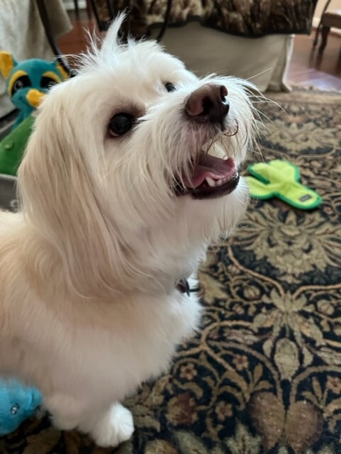 Enlarge Bodhi (formerly Tex), a Adopted mixed breed in Plantersville, TX image 5/6