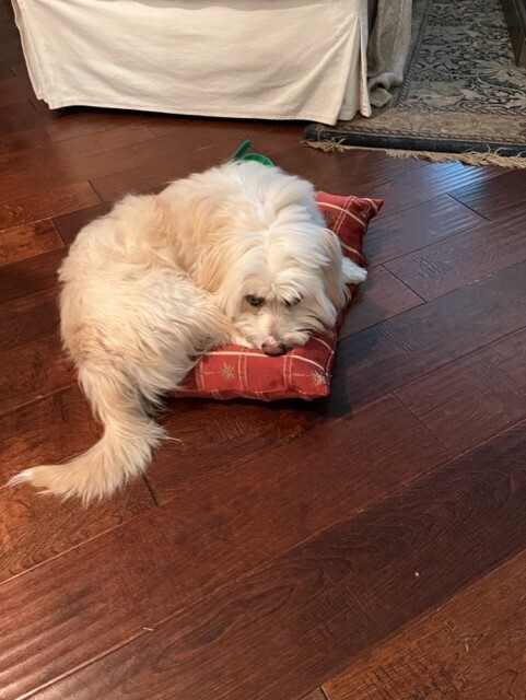 Enlarge Bodhi (formerly Tex), a Adopted mixed breed in Plantersville, TX image 6/6