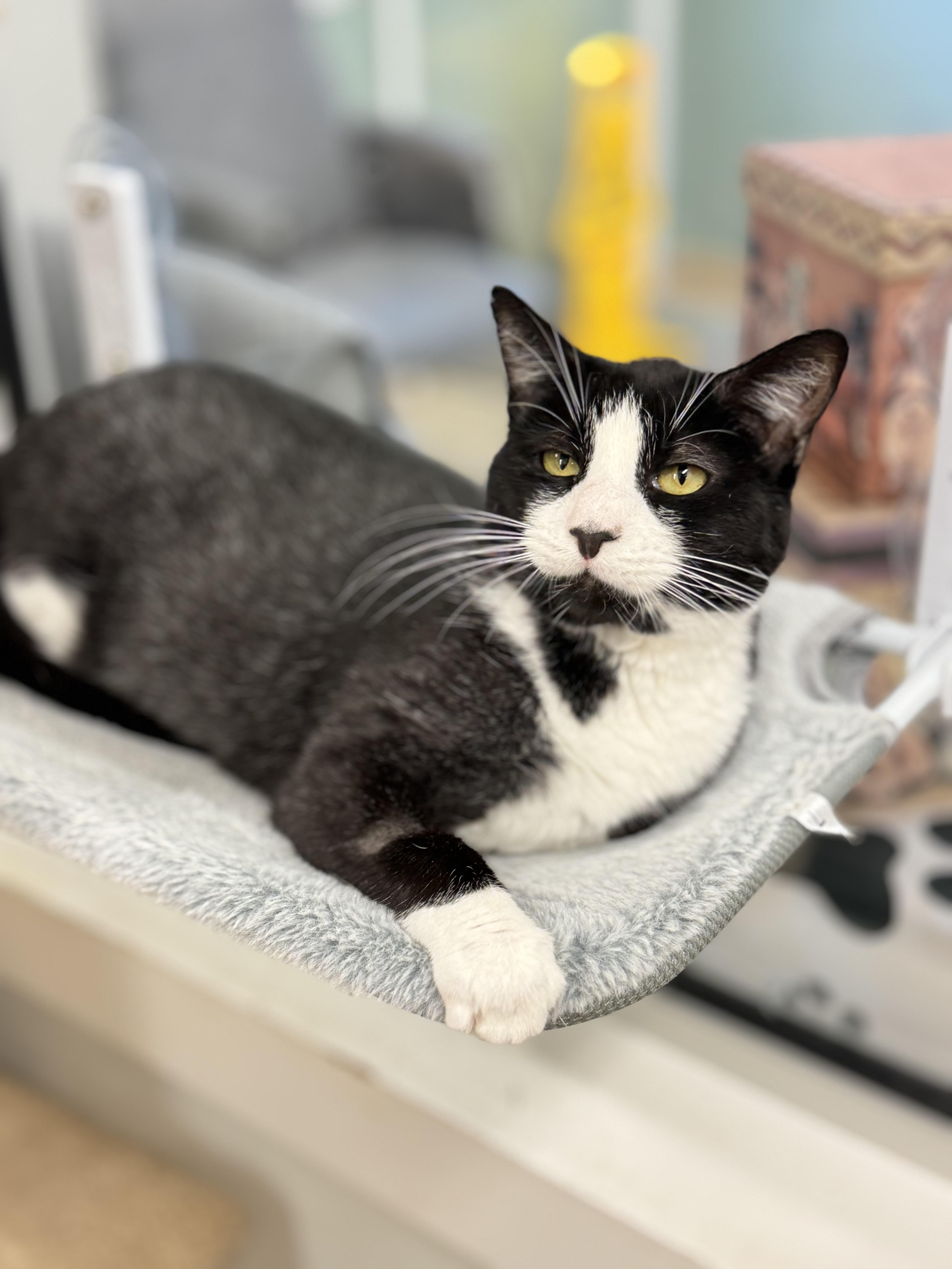 Stetson, a Adoptable Domestic Short Hair in Kearneysville, WV image 2/4