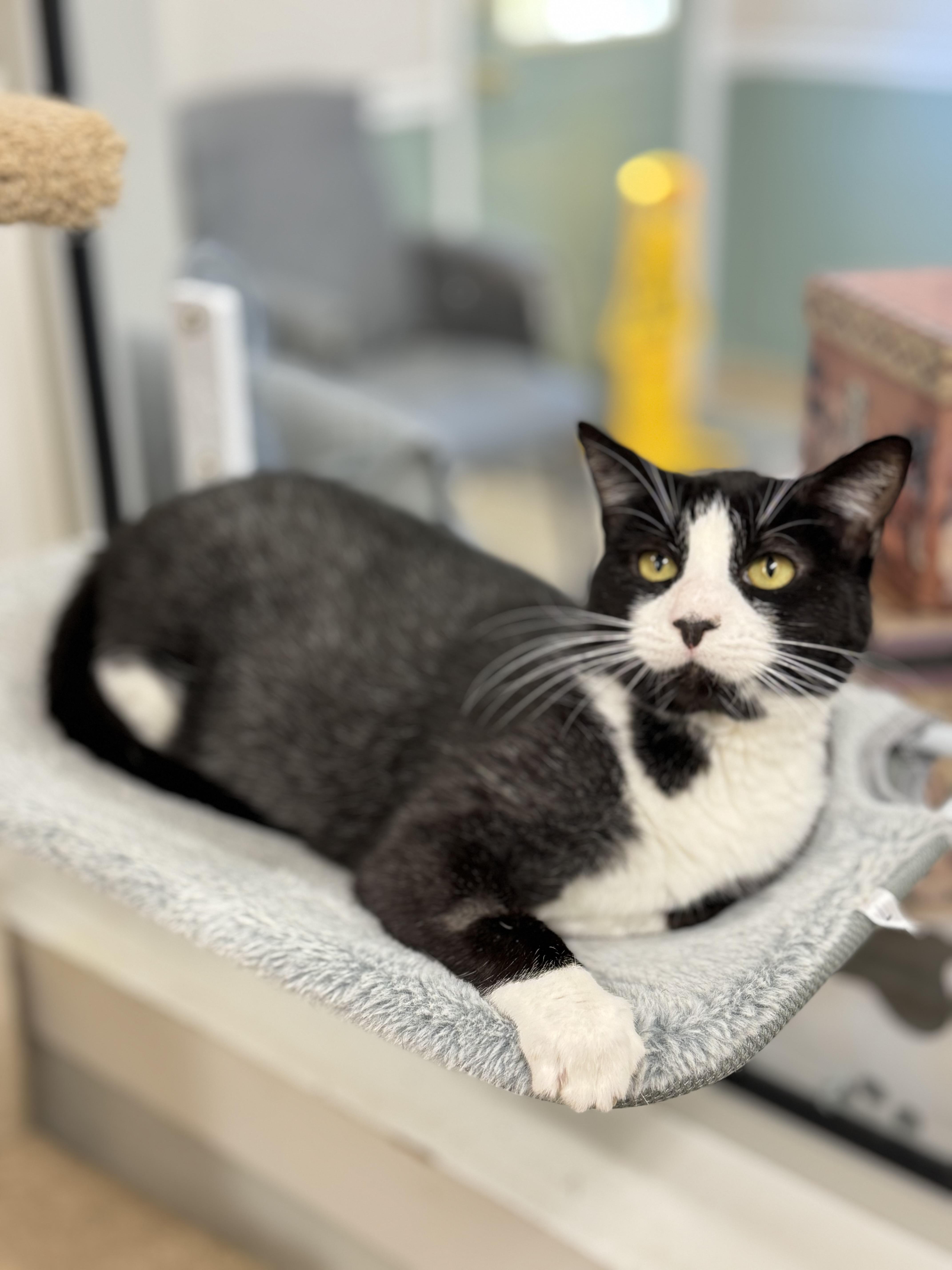 Stetson, a Adoptable Domestic Short Hair in Kearneysville, WV image 3/4