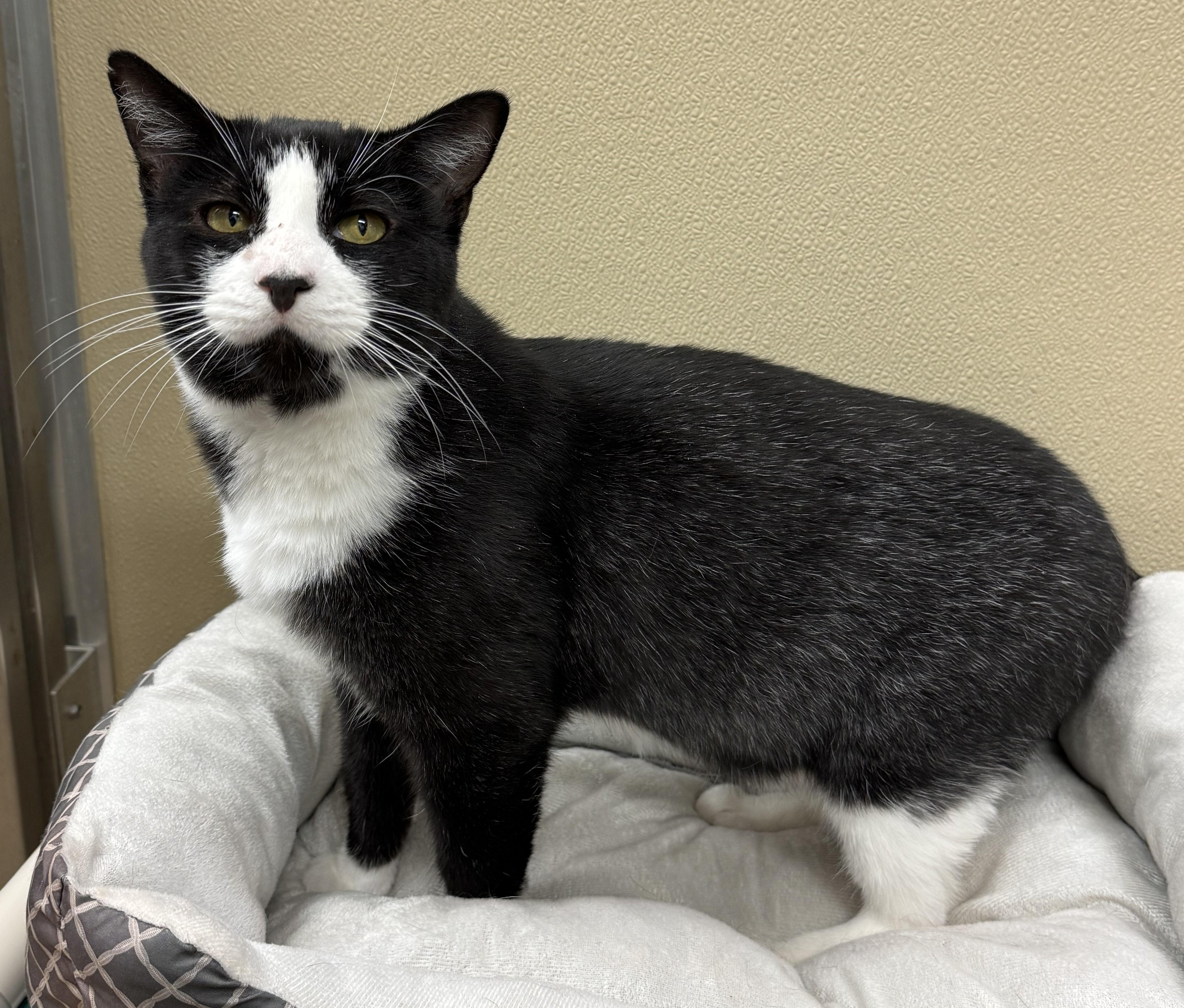 Stetson, a Adoptable Domestic Short Hair in Kearneysville, WV image 4/4