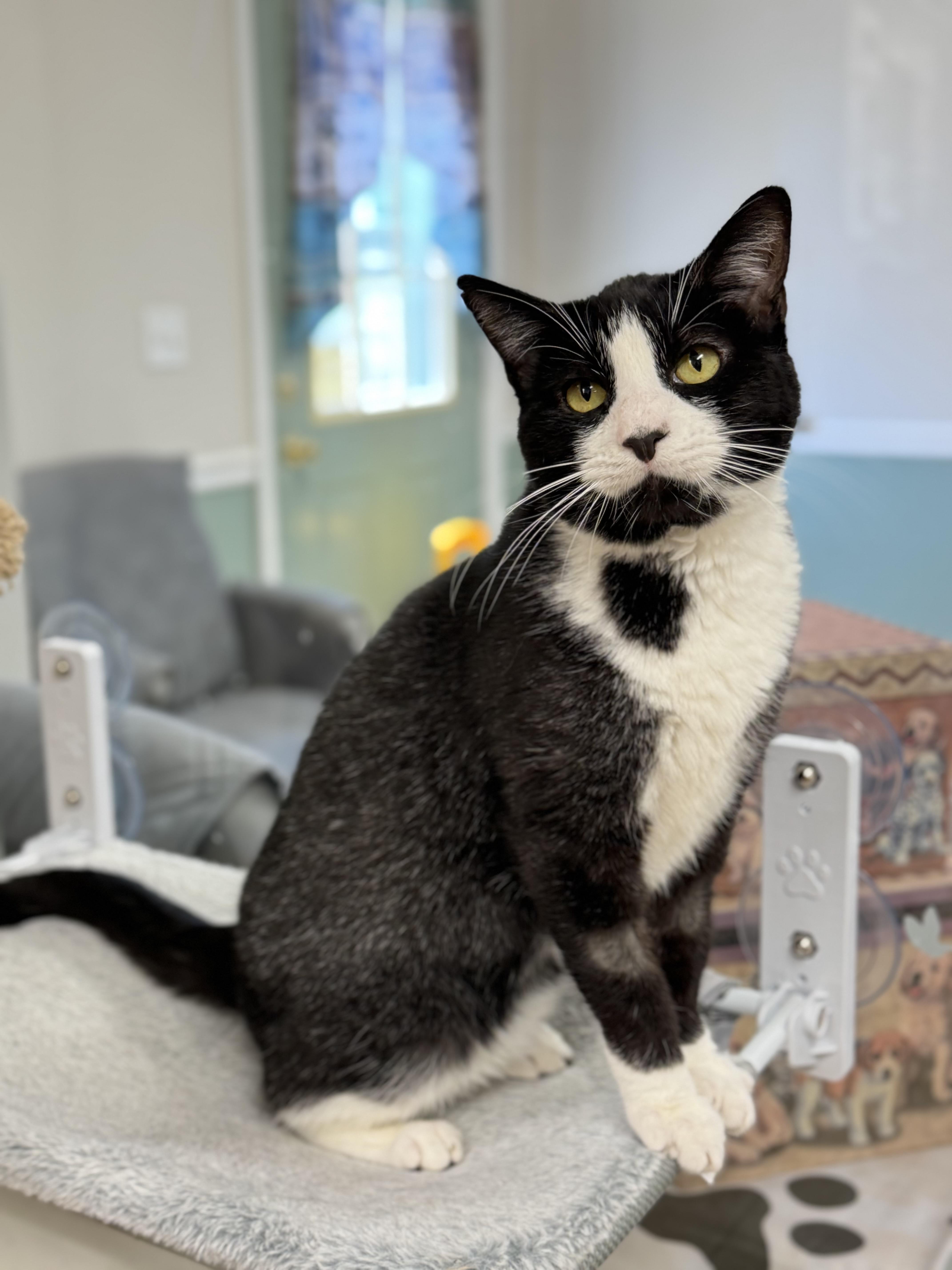 Stetson, a Adoptable Domestic Short Hair in Kearneysville, WV image 1/4