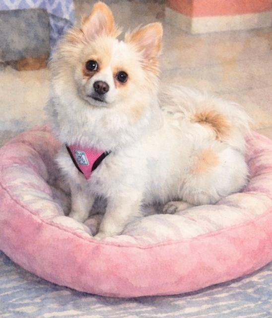 Fendi, adopted, Young Female Pomeranian & Maltipoo.